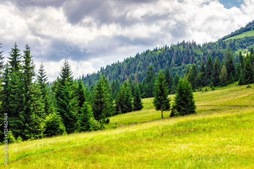 coniferous forest on a mountain hill side