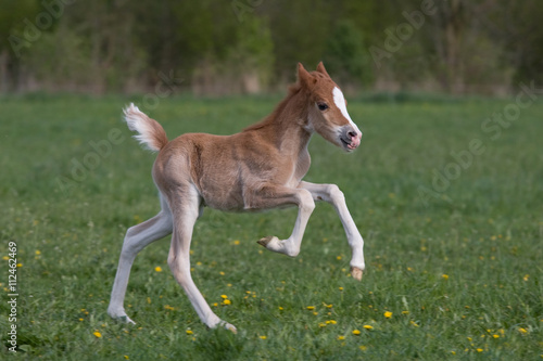 Nice little foal running on pasture