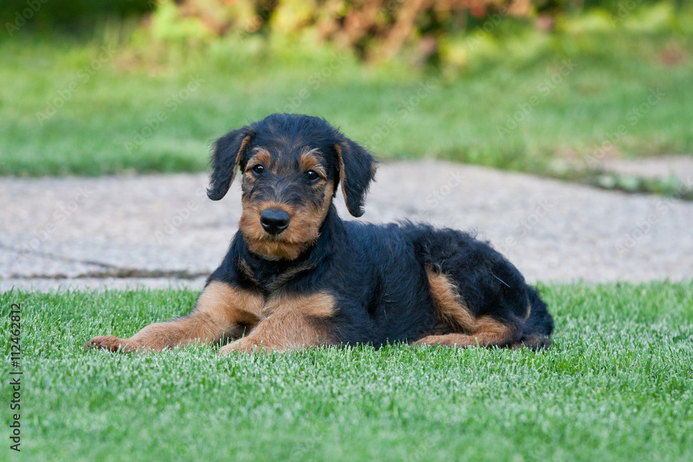 Portrait of young airedale terrier