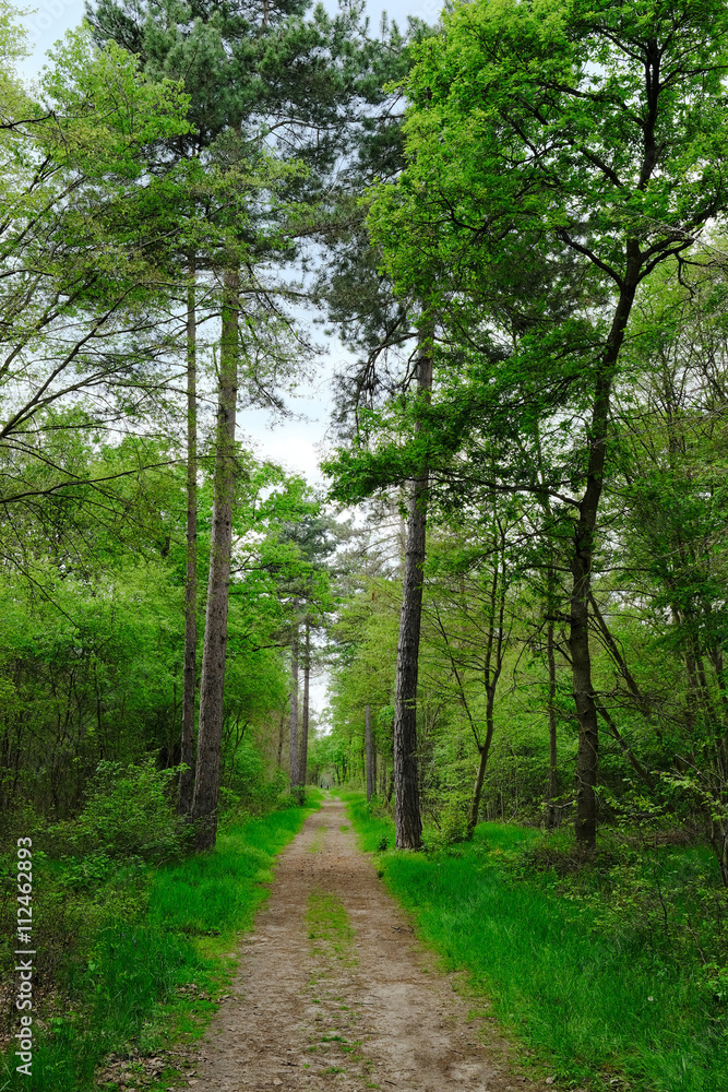forêt bois arbre nature chemin forestier ballade se promener so