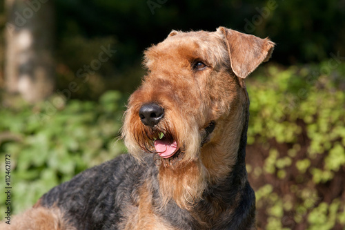 Portrait of nice airedale terrier photo