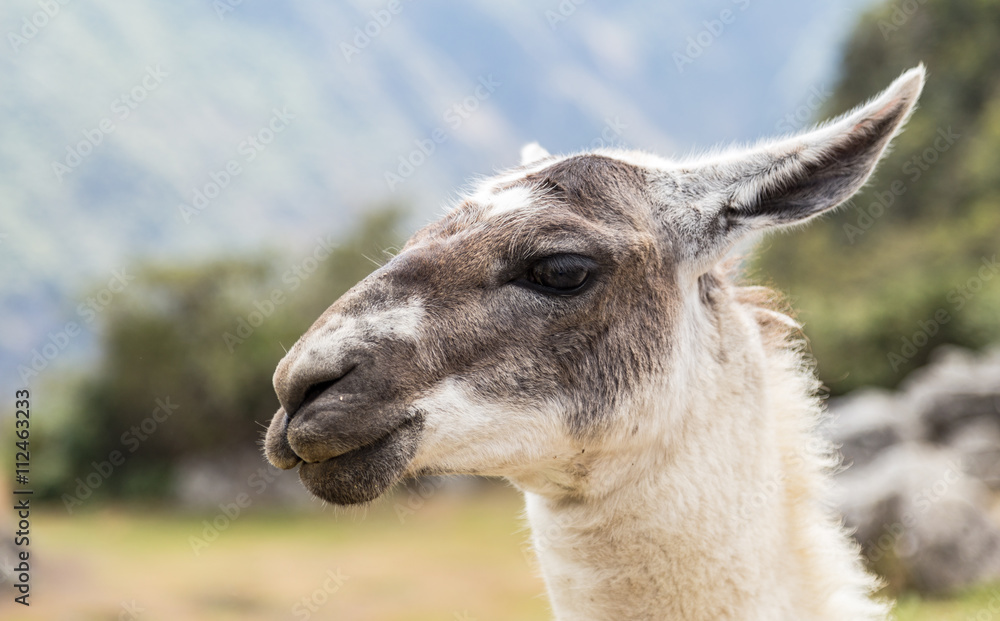 Obraz premium Llama at Machu Picchu, Cusco, Peru, South America. A UNESCO Worl