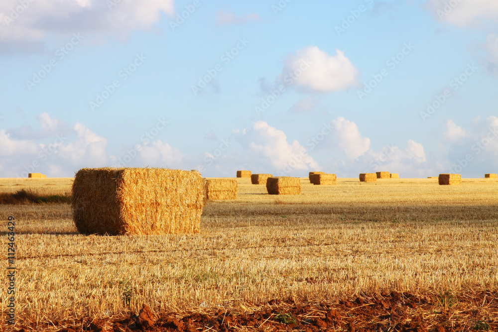 image of gold wheat haystacks field and blue sky.