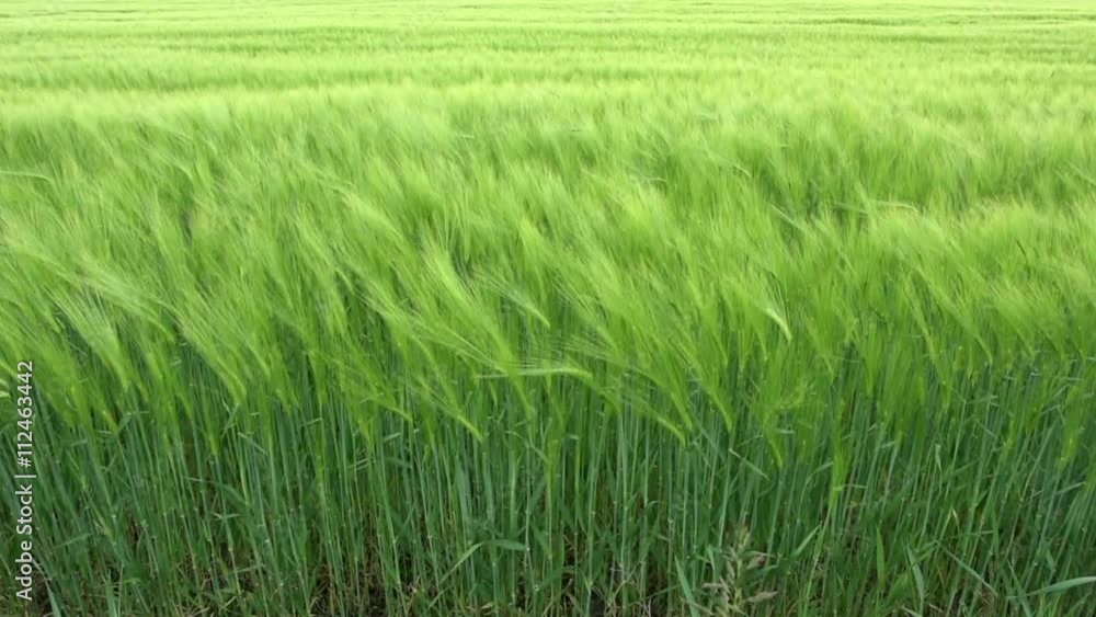 Wheat Field Waves Moved by Summer Wind Wheat Field Waves Moved by Summer Wind
