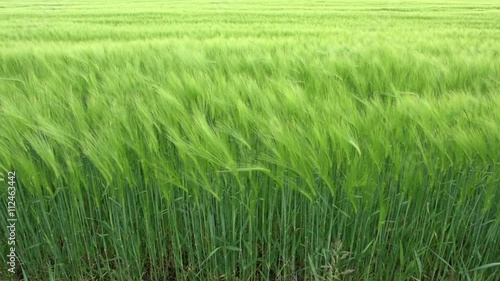 Wheat Field Waves Moved by Summer Wind