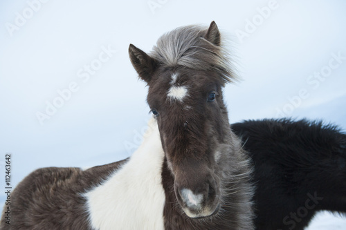 Beautiful shaggy Icelandic horses in winter
