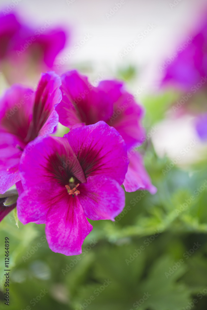 Violet geranium flower isolated from others on green foliage background Violet geranium flower isolated from others on green foliage background