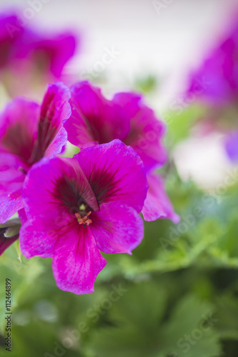 Violet geranium flower isolated from others on green foliage background