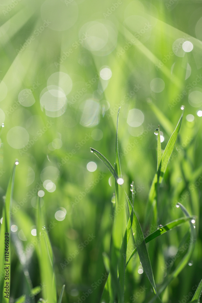 Fototapeta premium Fresh morning dew on spring grass, natural background