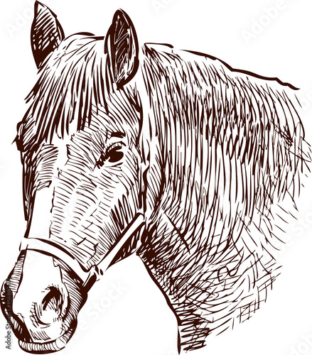 horse head sketch