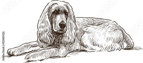 lying spaniel