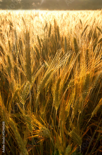 Field of barley in early morning