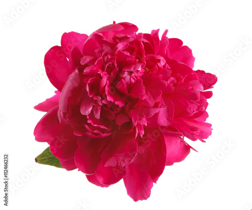 Wallpaper Mural peony bud isolated on white background Torontodigital.ca