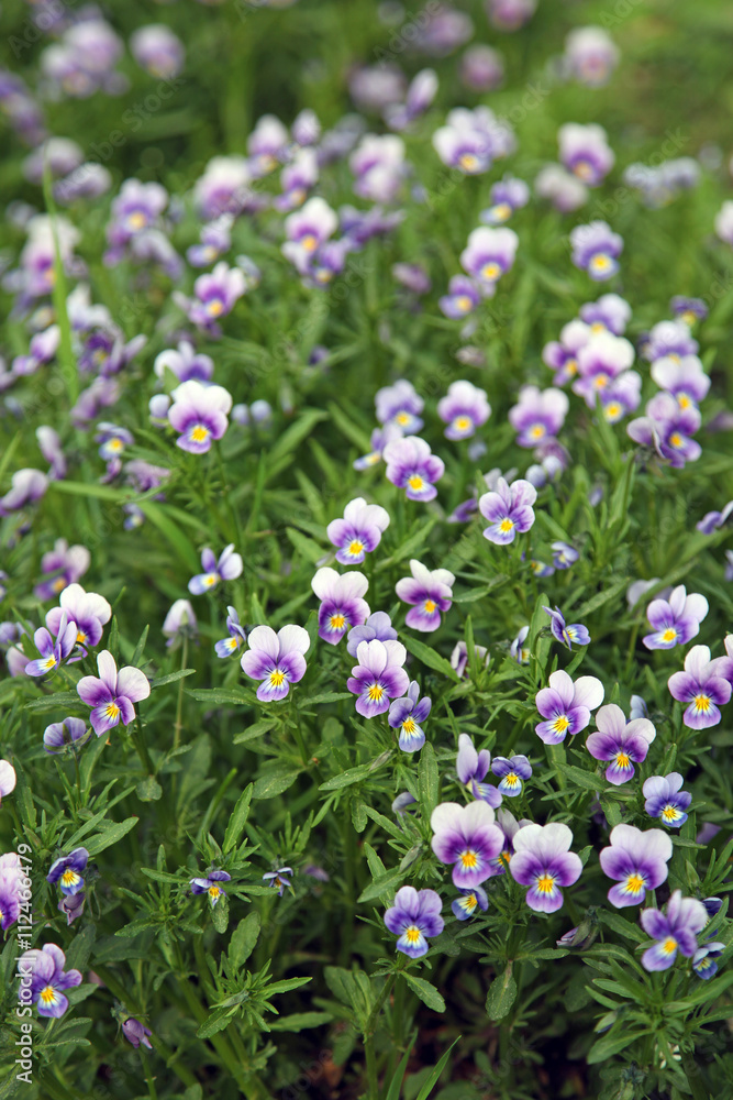 Field tricolor violet