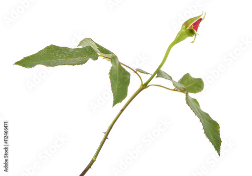 young sprout roses with tight buds. isolated on white background