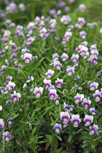 Field tricolor violet