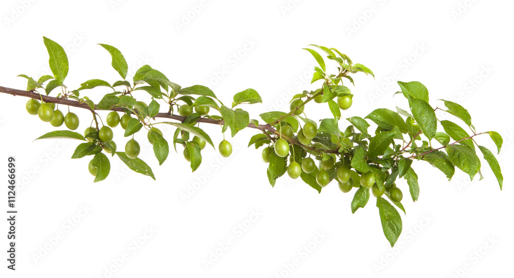branch of plum tree with green unripe fruits. isolated on white