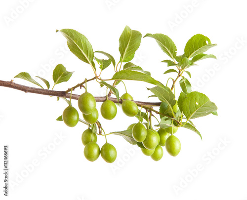 Wallpaper Mural branch of plum tree with green unripe fruits. isolated on white Torontodigital.ca