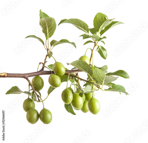 Wallpaper Mural branch of plum tree with green unripe fruits. isolated on white Torontodigital.ca