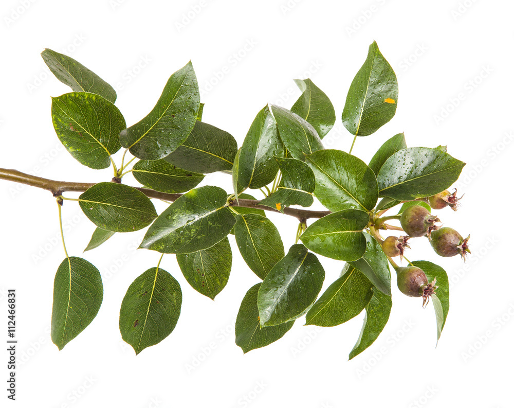 pear tree branch with unripe fruit. isolated on white background pear tree branch with unripe fruit. isolated on white background