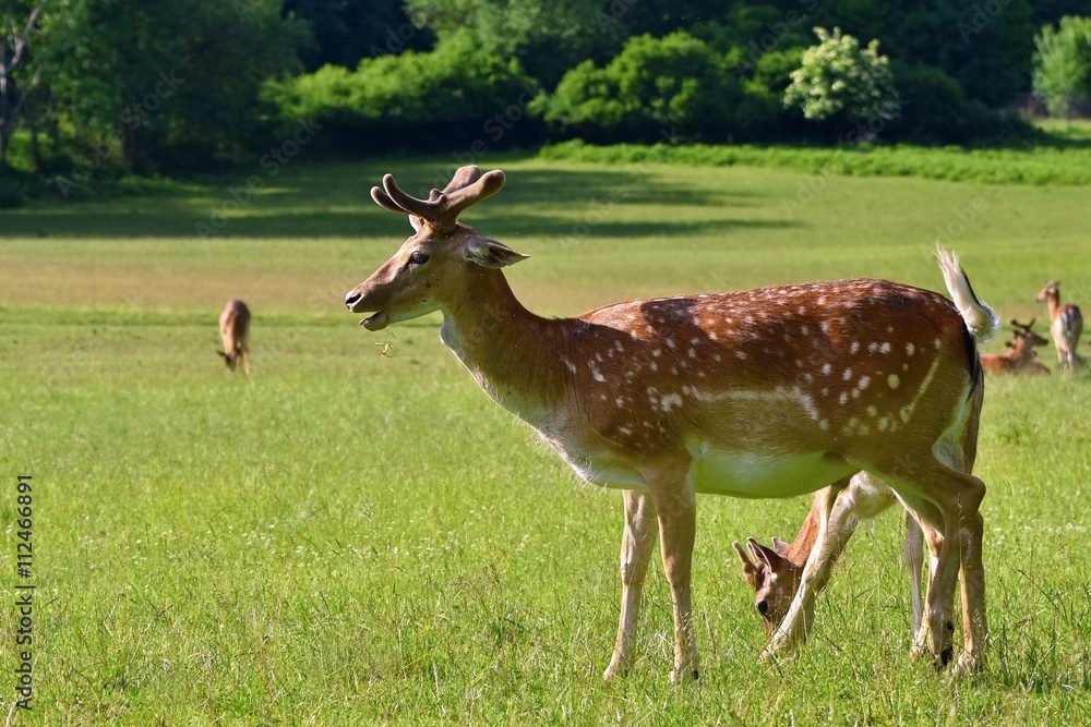 Fallow - fallow deer. (Dama dama ) Beautiful natural background with animals. Forest and sunset. Brno - Czech Republic - Europe.