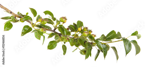 pear tree branch with unripe fruit. isolated on white background