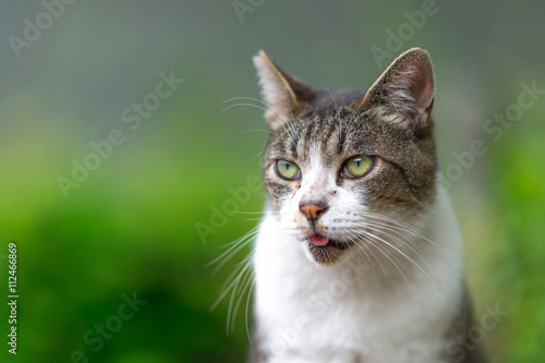 6月ののらねこ