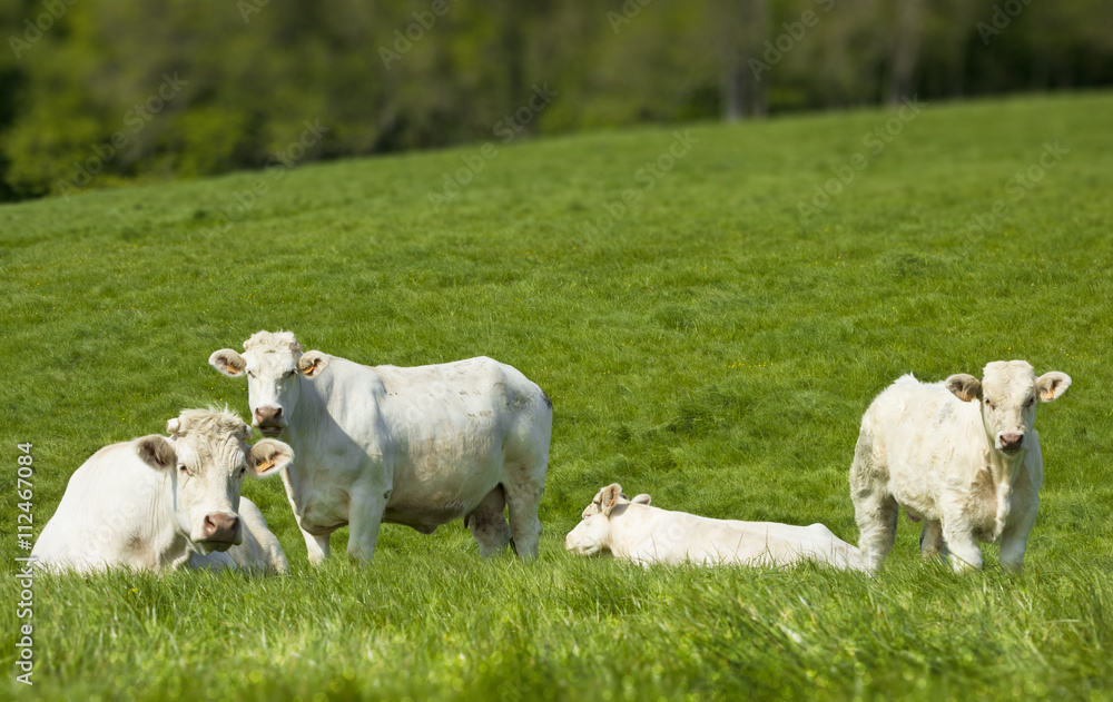 Obraz premium Tranquilles