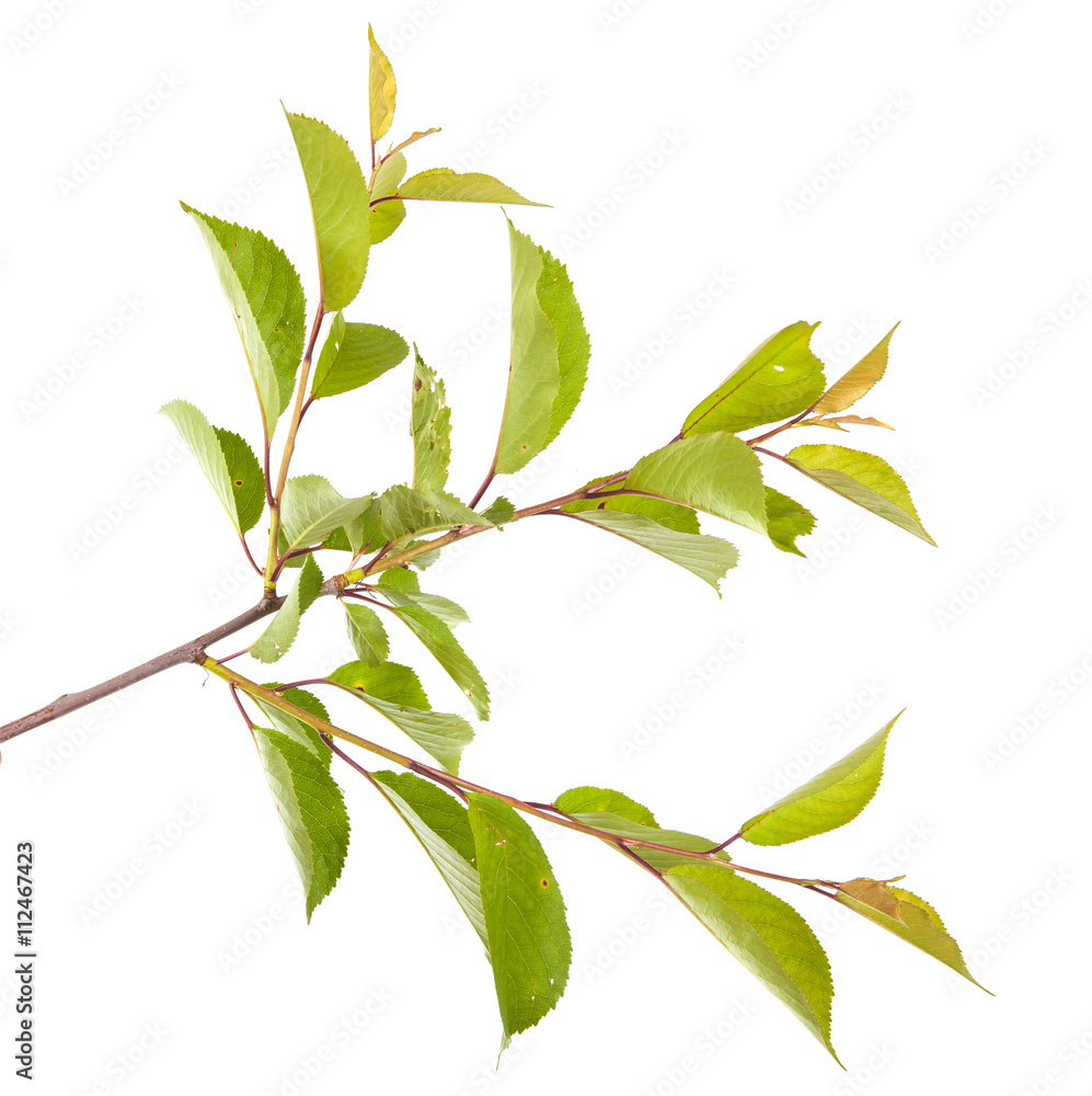 cherry tree branch isolated on white background cherry tree branch isolated on white background