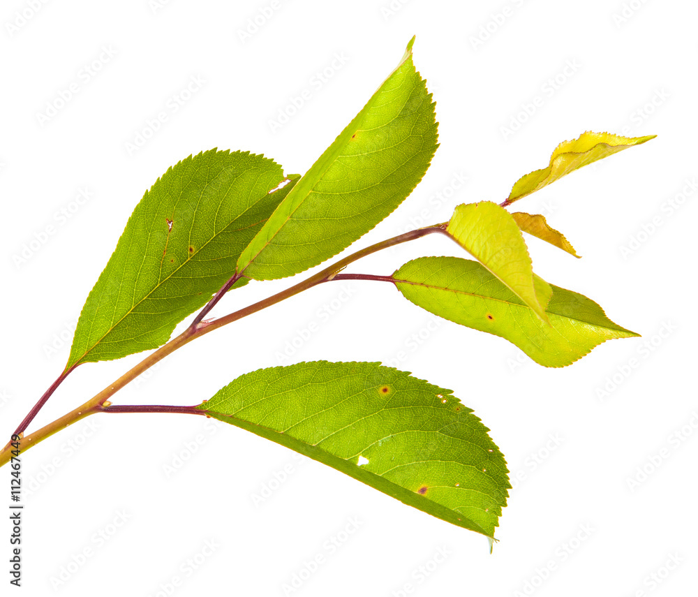 Fototapeta premium cherry tree branch isolated on white background