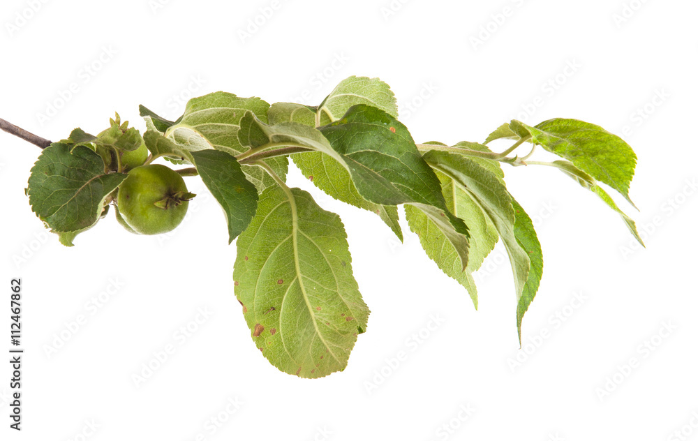 apple-tree branch with unripe green apples. isolated on white ba