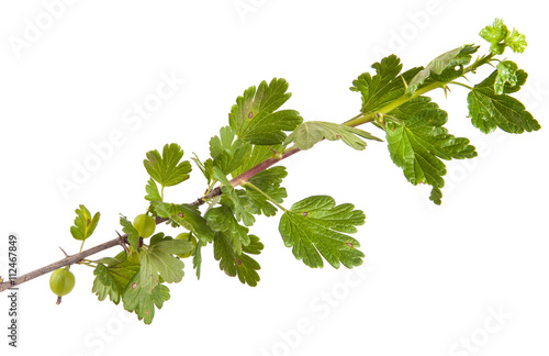 Wallpaper Mural gooseberry bush branch with green leaves. isolated on white back Torontodigital.ca