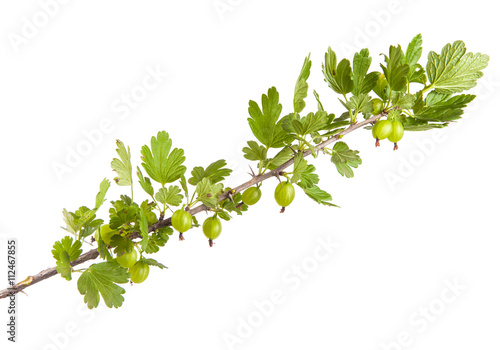 gooseberry bush branch with green leaves. isolated on white back