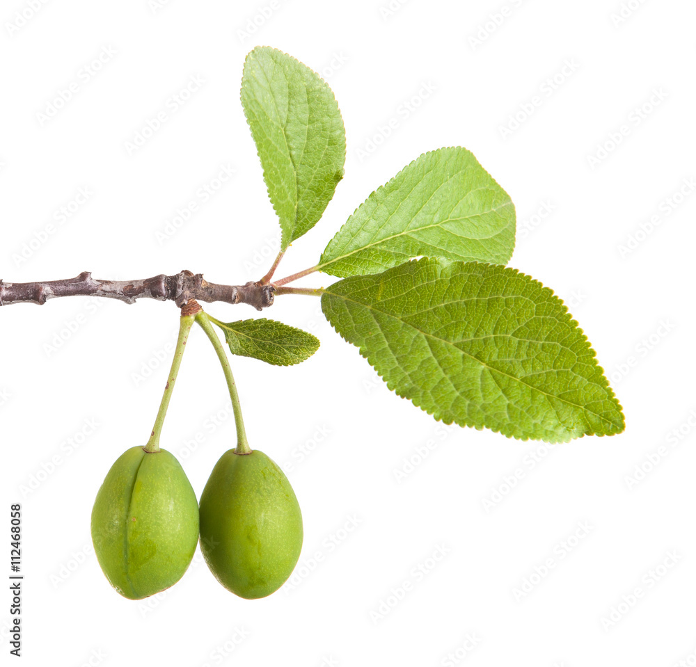 custom made wallpaper toronto digitalunripe green plums on a branch. isolated on white background