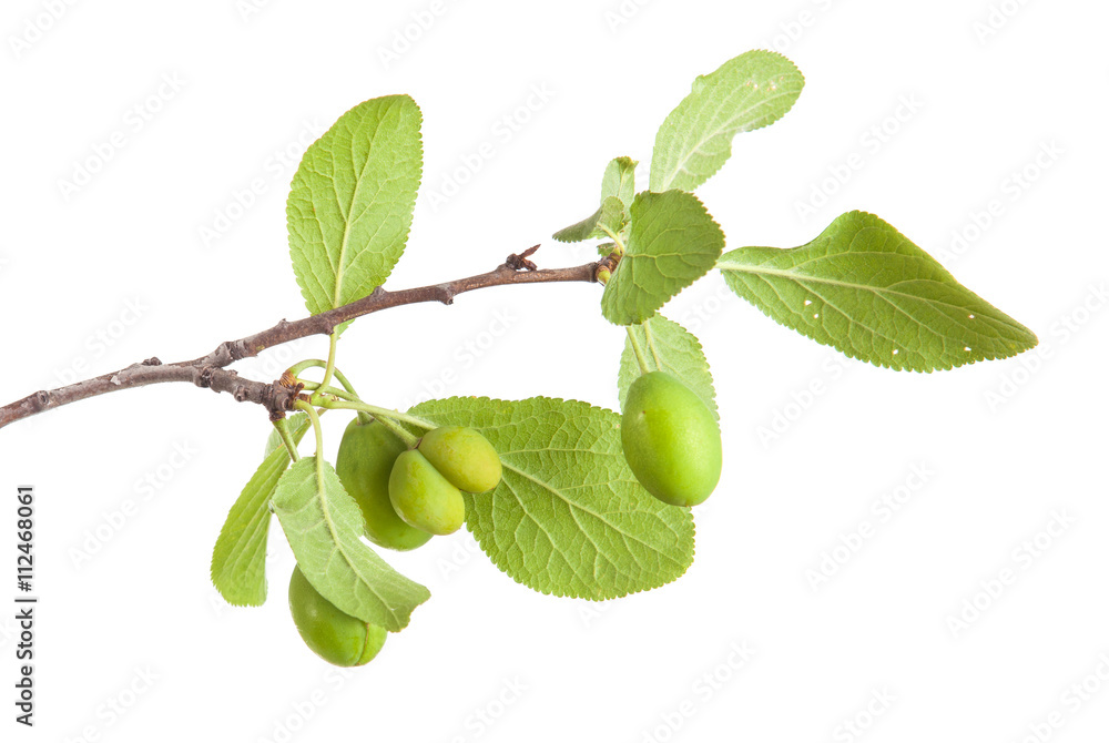 custom made wallpaper toronto digitalbranch of plum tree. isolated on white background