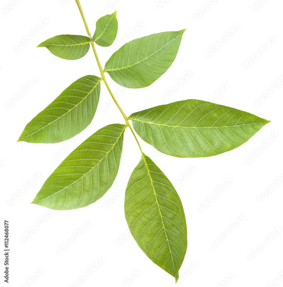 walnut leaves on a branch. isolated on white background walnut leaves on a branch. isolated on white background