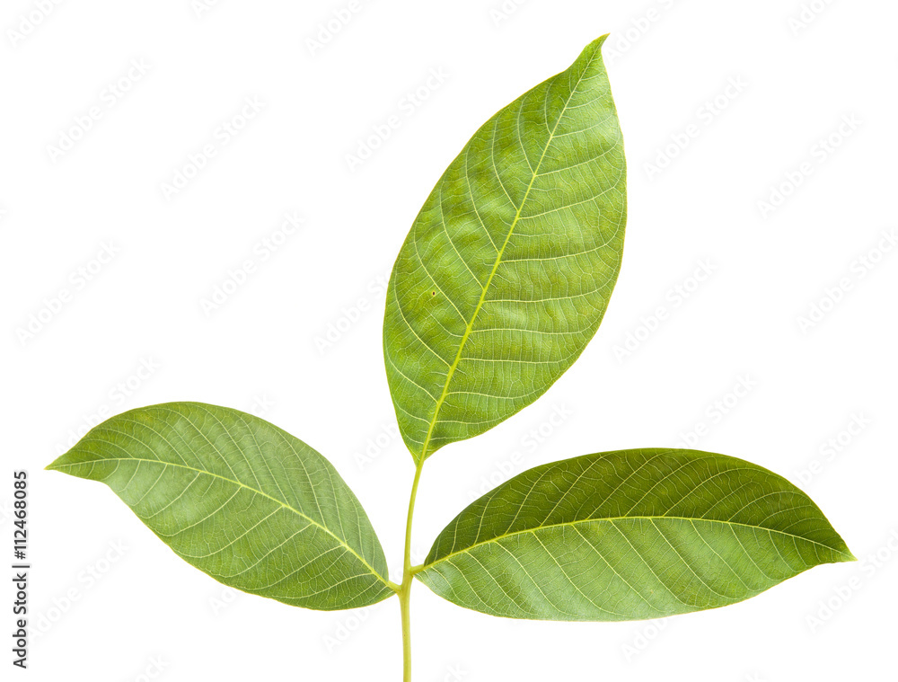 walnut leaves on a branch. isolated on white background walnut leaves on a branch. isolated on white background