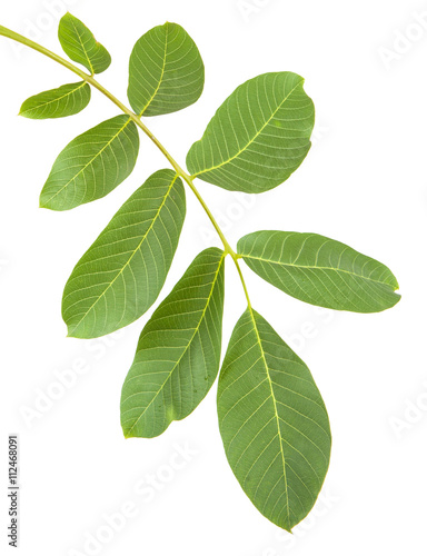 walnut leaves on a branch. isolated on white background