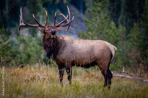 "Bugle Boy"   Rocky Mountain National Park in Colorado abounds with wildlife...