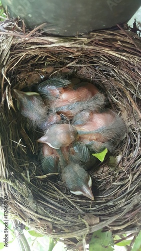 Drei Vogelbabys im Nest