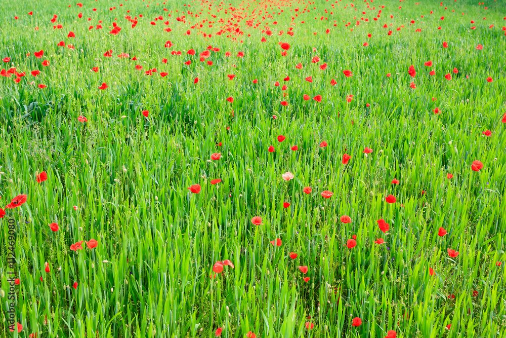 Poppy flowers background