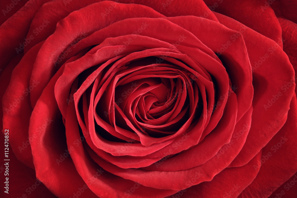 Red rose Red rose