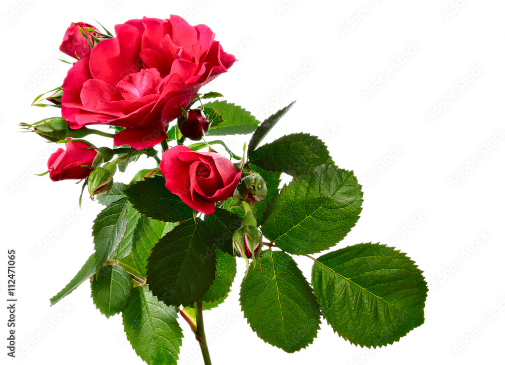 Fototapeta premium Climbing rose isolated on white