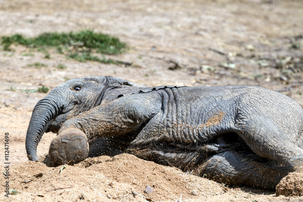 Obraz premium African Elephant (Loxodonta)