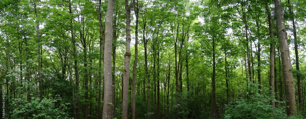 im Wald im Wald
