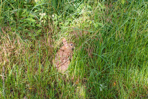 coniglio selvatico © coloroby
