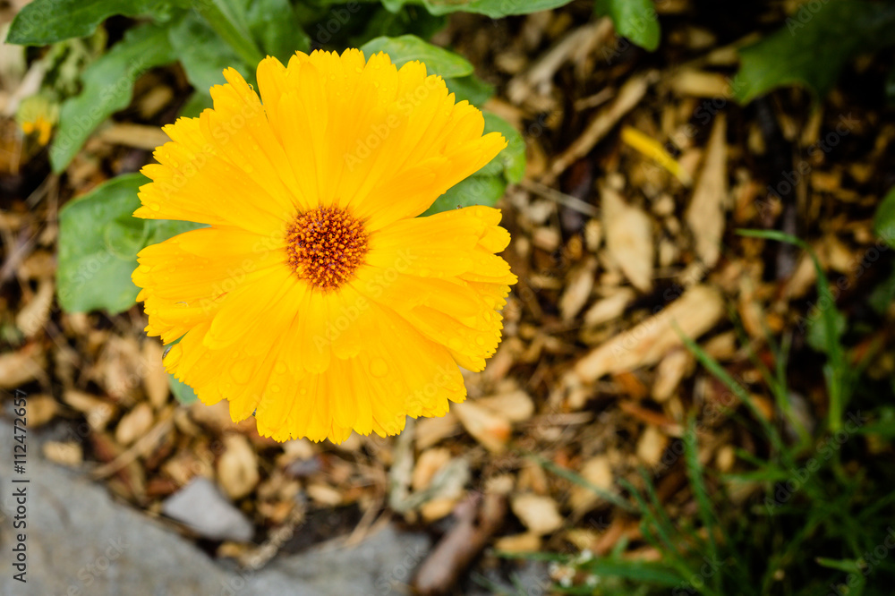 Calendula Calendula