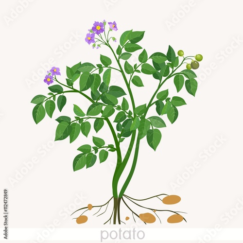Potato plant 