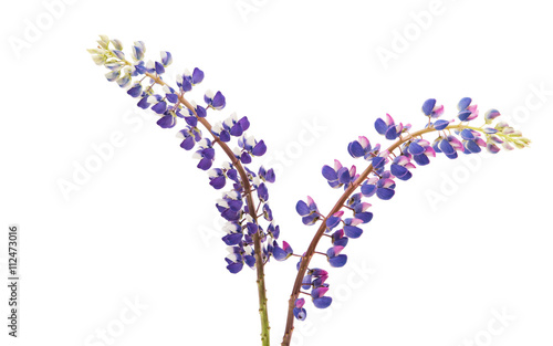 Fototapeta Naklejka Na Ścianę i Meble -  Colorful flowers - Lupine