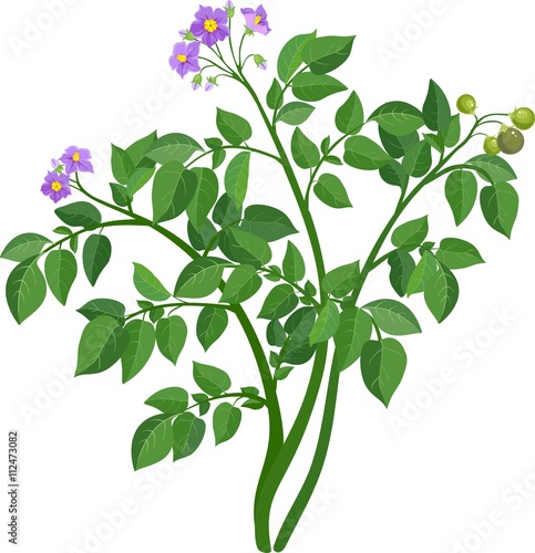Potato plant 